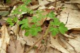 Corydalis caucasica