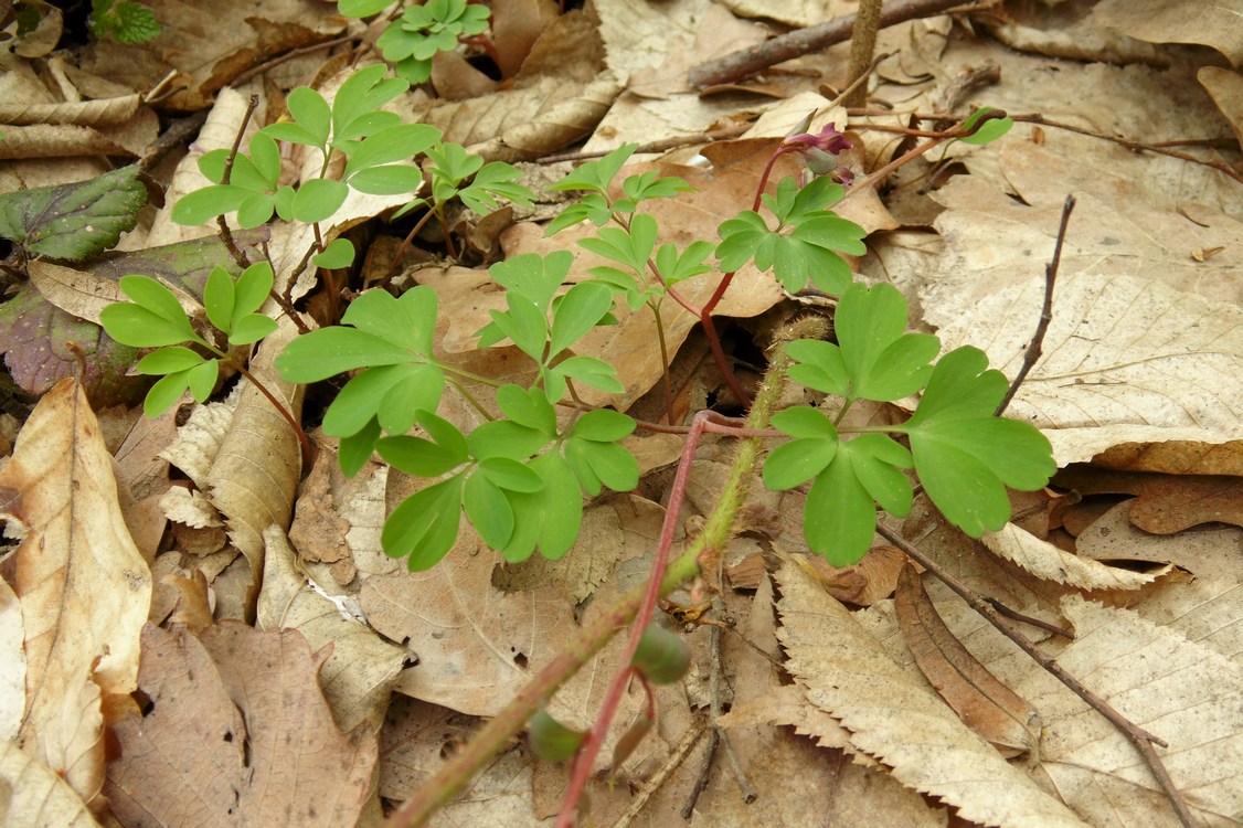 Изображение особи Corydalis caucasica.