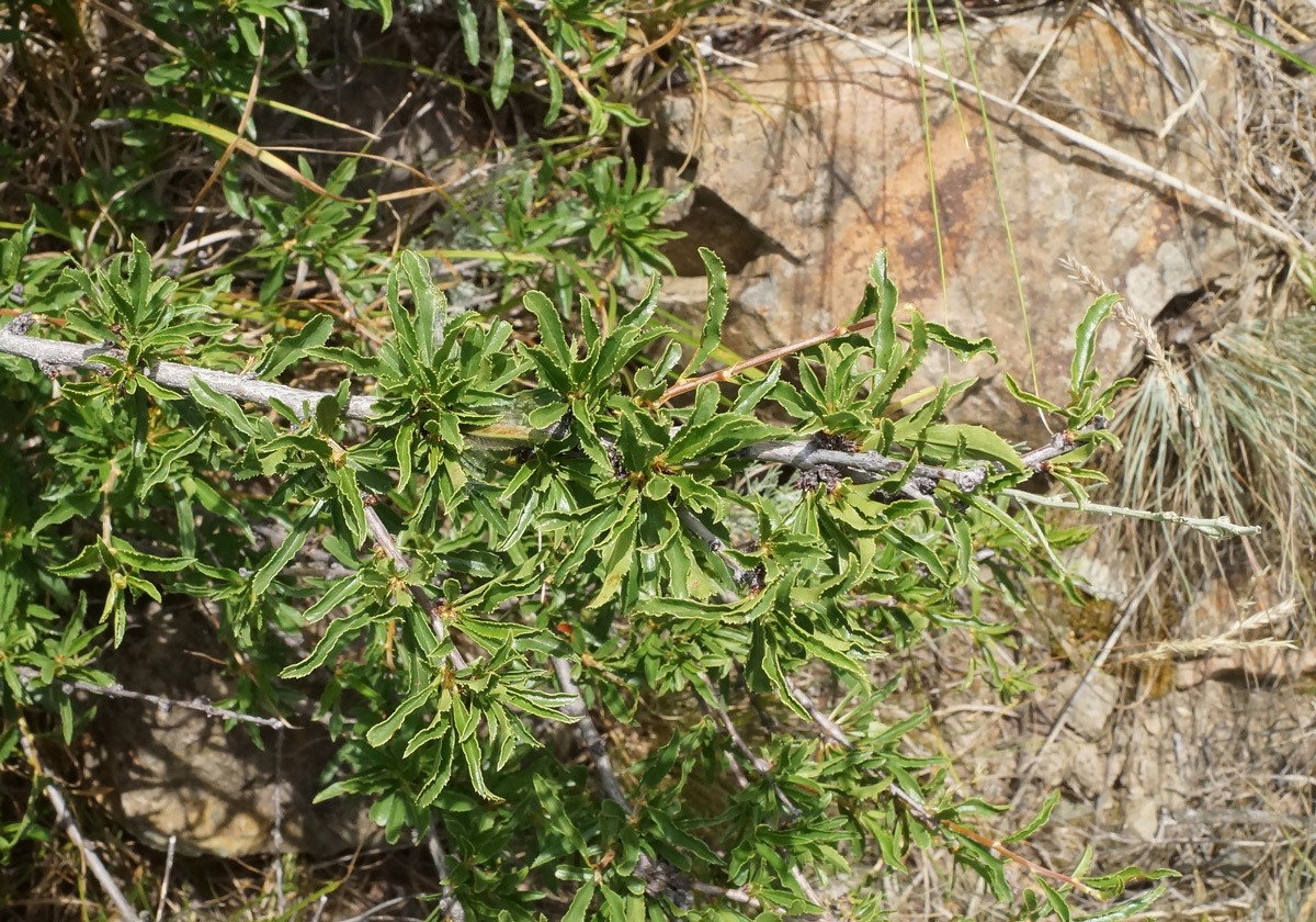 Изображение особи Cerasus tianshanica.