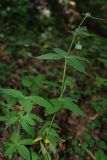 Asperula caucasica. Растение в буковом лесу. Адыгея, хребет Уна-Коз. 14.08.2008.