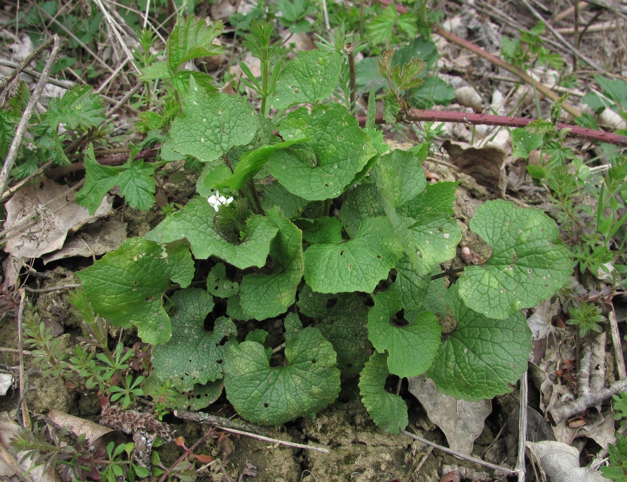 Image of Alliaria petiolata specimen.