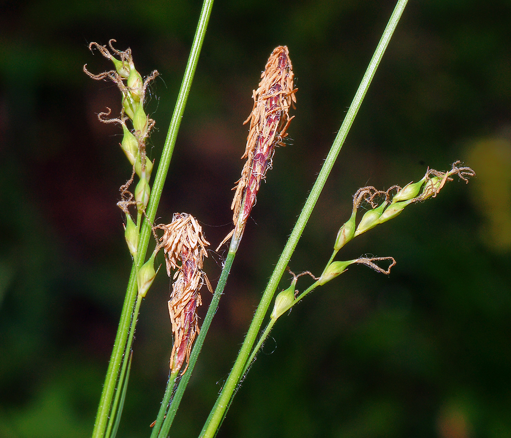 Image of Carex pilosa specimen.