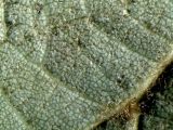 Смотреть изображение Tilia amurensis