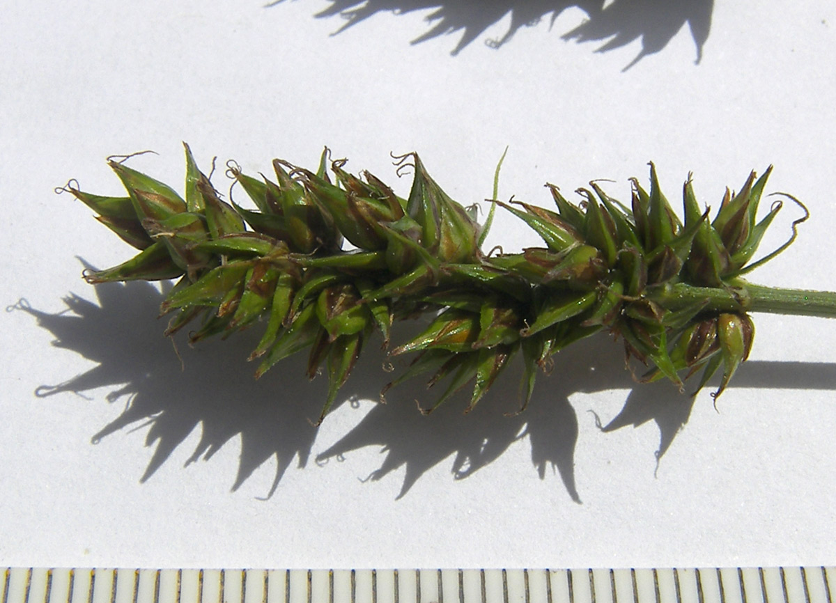 Image of genus Carex specimen.