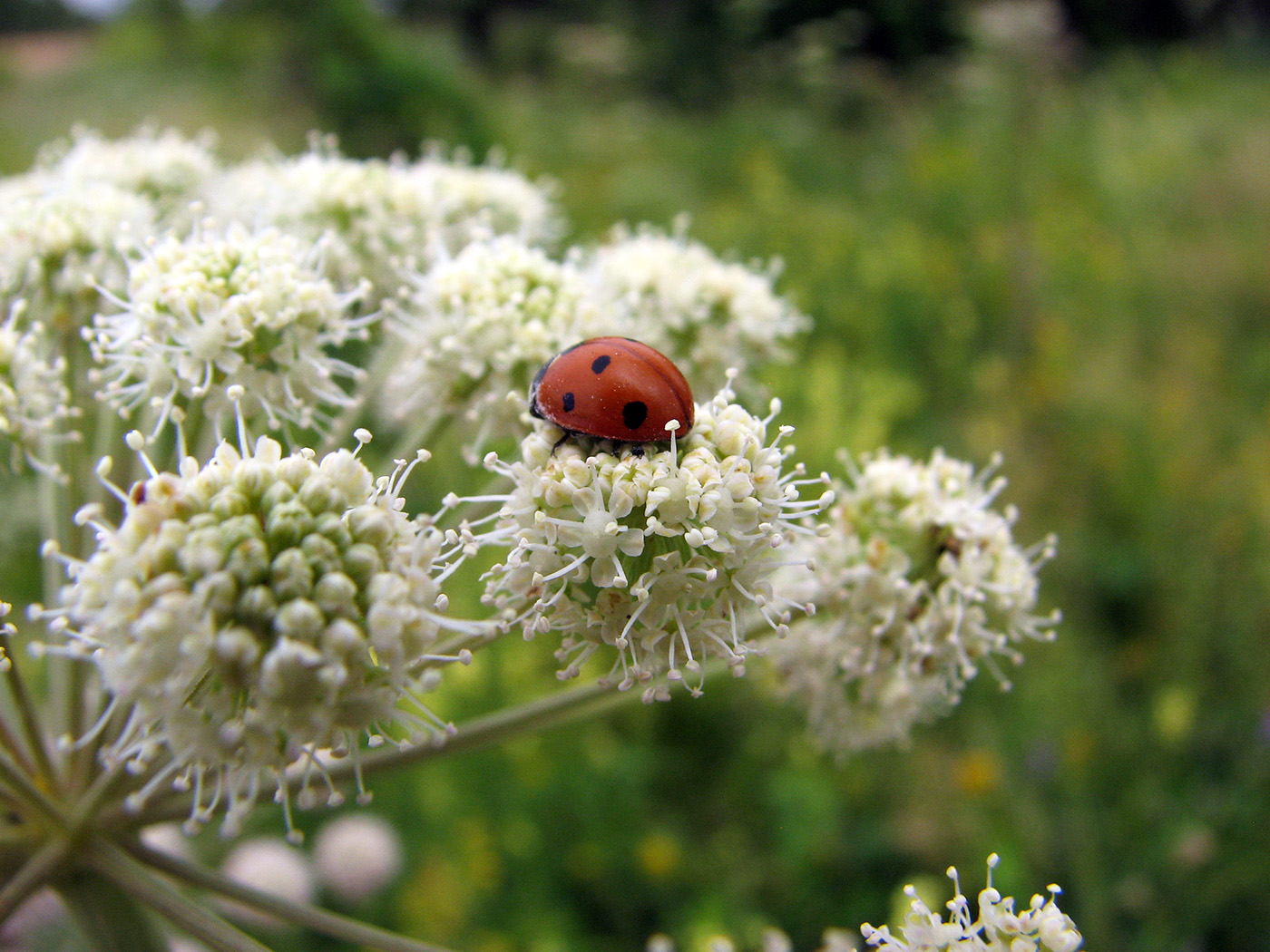 Изображение особи Angelica sylvestris.