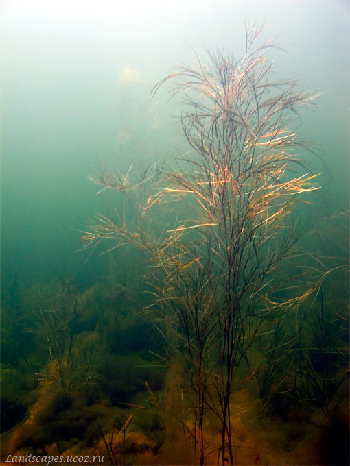 Image of Potamogeton pectinatus specimen.