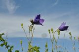 Platycodon grandiflorus. Верхушки побегов с цветками и бутонами. Приморский край, Уссурийский гор. округ, окр. с. Монакино, сухой разнотравный луг. 15.07.2016.