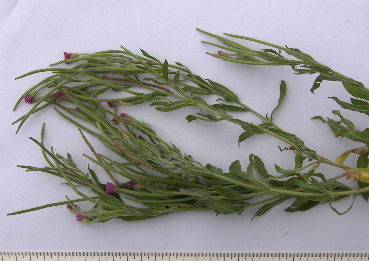 Image of Epilobium hirsutum specimen.