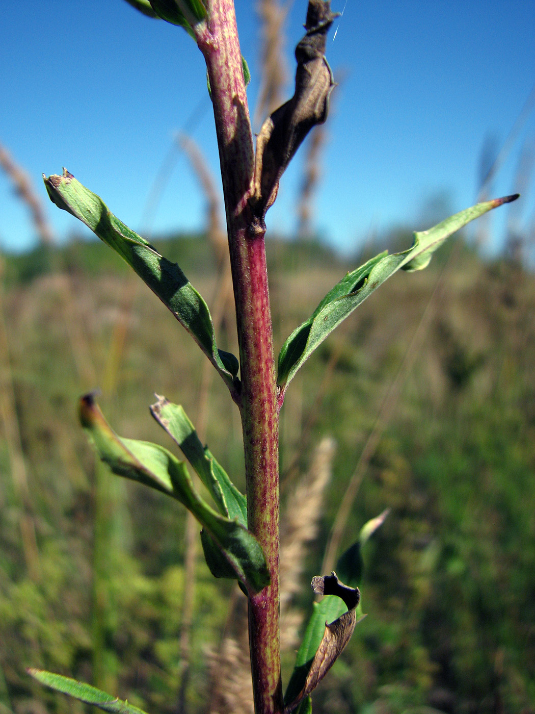 Image of Hieracium umbellatum specimen.