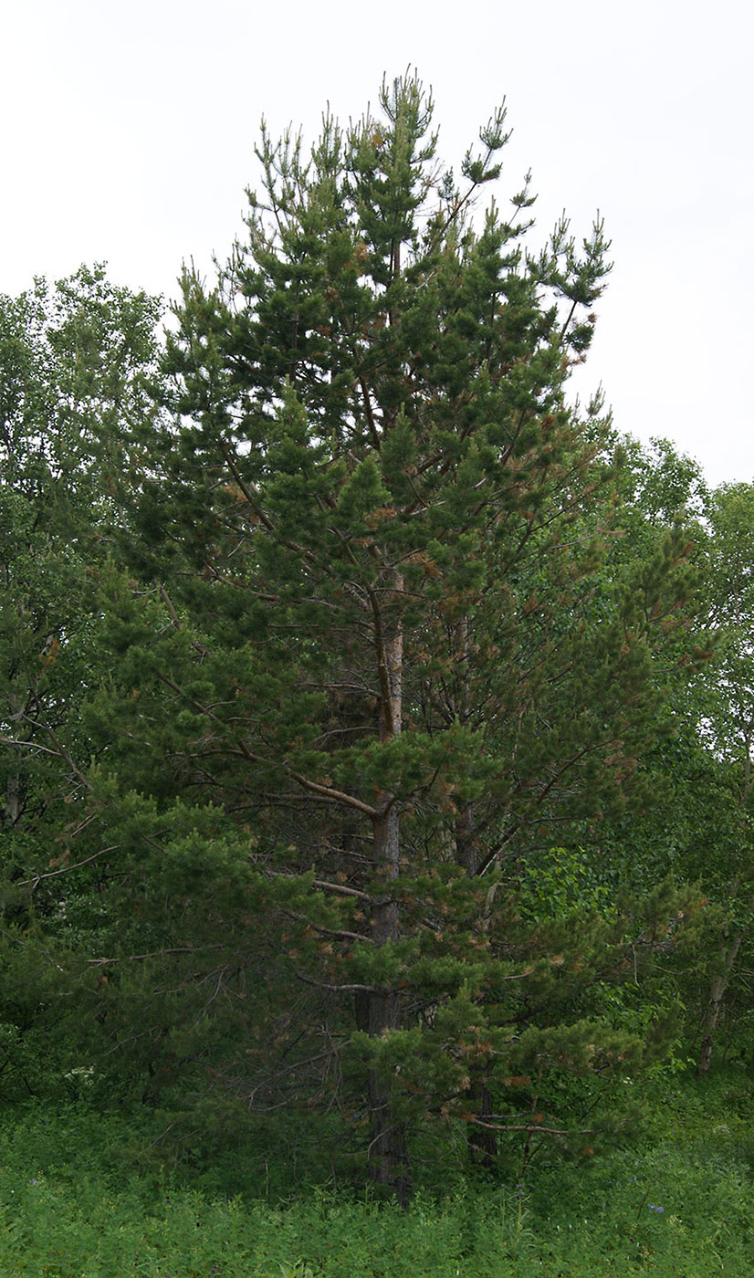 Image of Pinus sylvestris specimen.