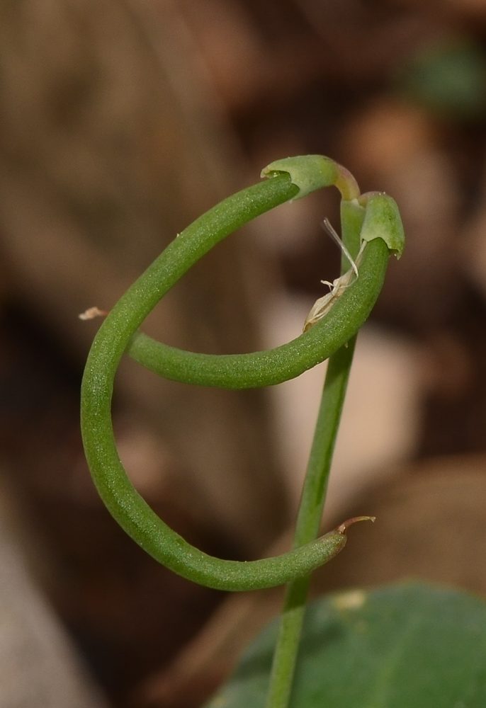 Image of Coronilla scorpioides specimen.