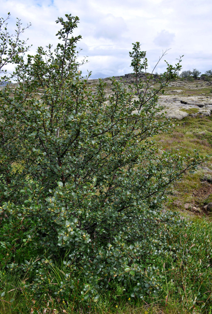 Image of genus Betula specimen.