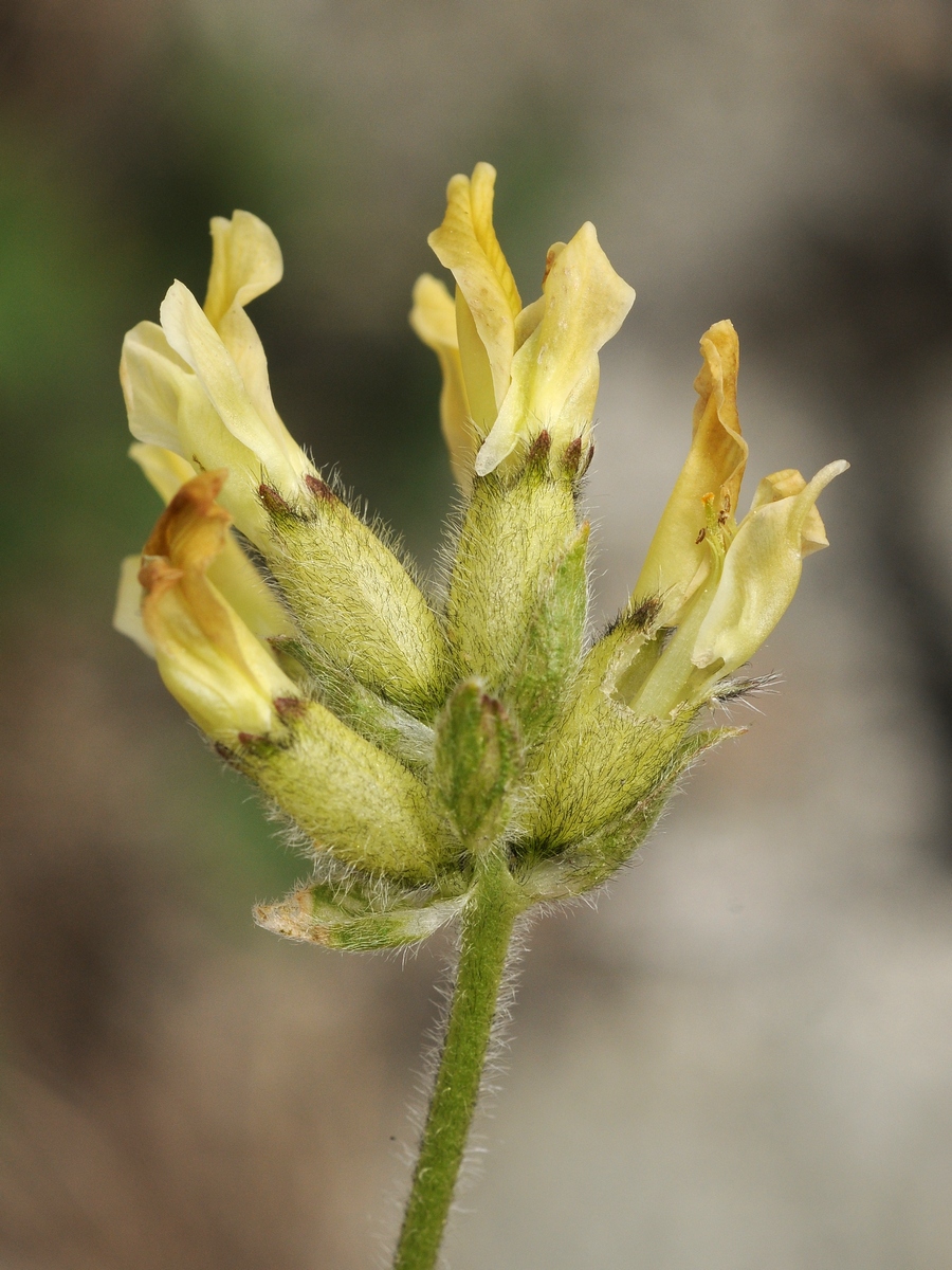 Image of Oxytropis recognita specimen.