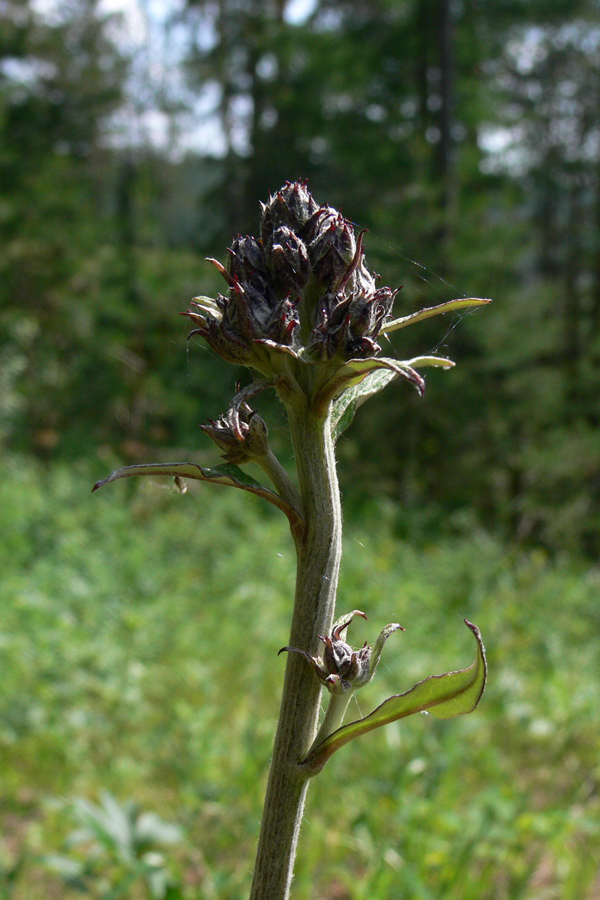 Image of Saussurea controversa specimen.