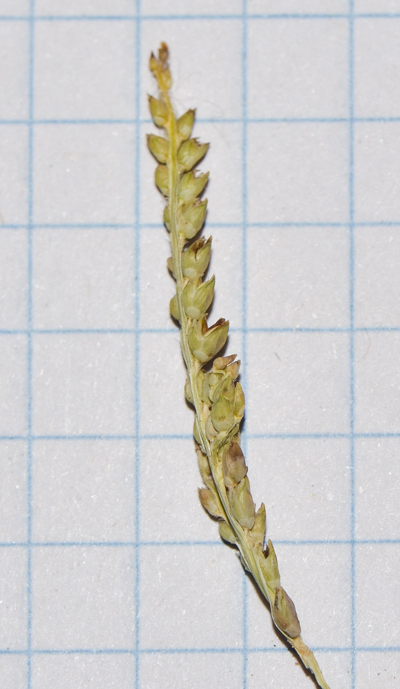 Image of Paspalidium geminatum specimen.