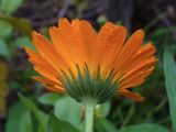 Calendula officinalis. Соцветие (вид со стороны обёртки). Свердловская обл., окр. г. Североуральск, дачный участок. 03.09.2016.