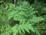 Pteridium подвид sibiricum