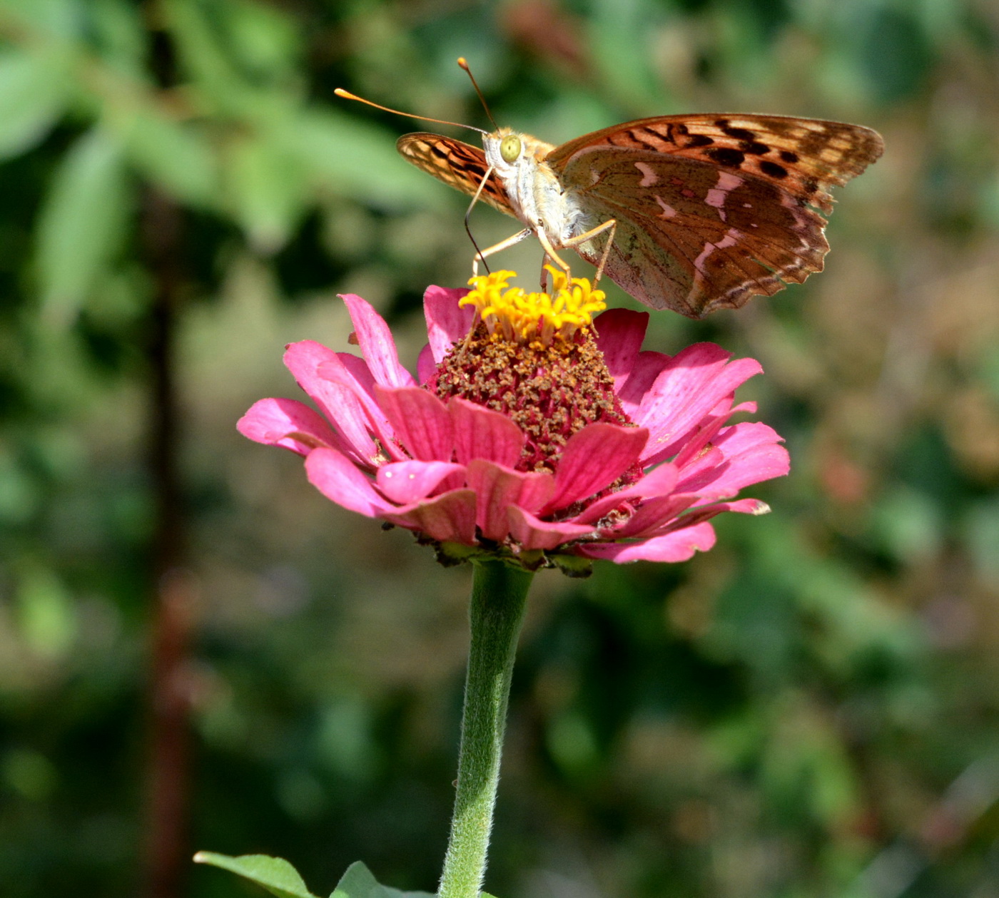 Image of Zinnia elegans specimen.