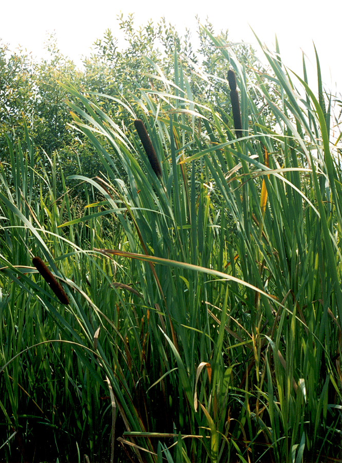 Изображение особи Typha latifolia.