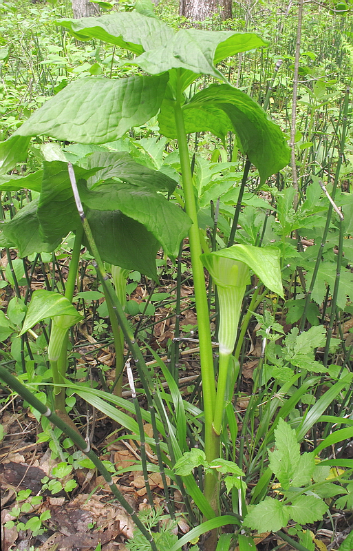 Image of Arisaema amurense specimen.