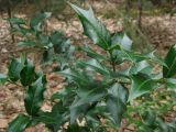 Ilex colchica