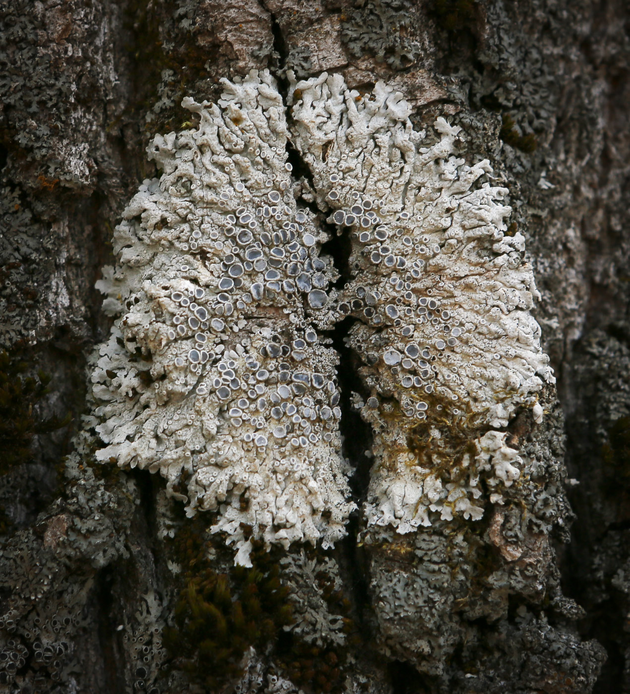 Image of Physcia stellaris specimen.