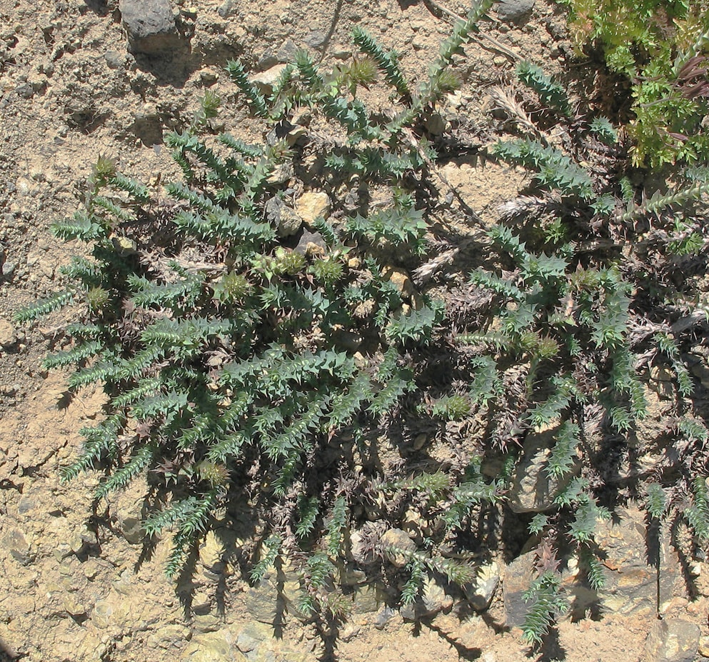 Image of Nassauvia pyramidalis specimen.