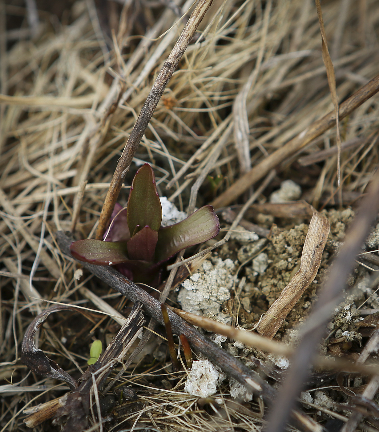 Изображение особи Plantago major.