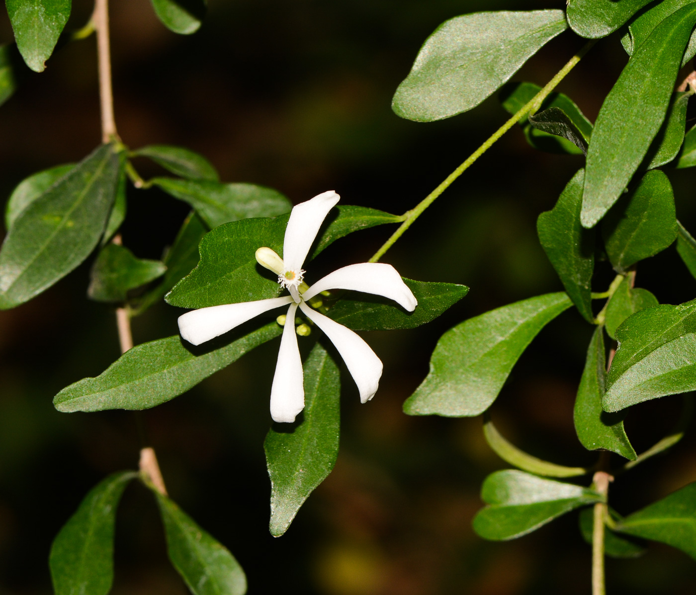 Image of Turraea obtusifolia specimen.