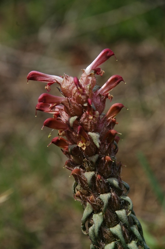 Изображение особи Pedicularis alberti.