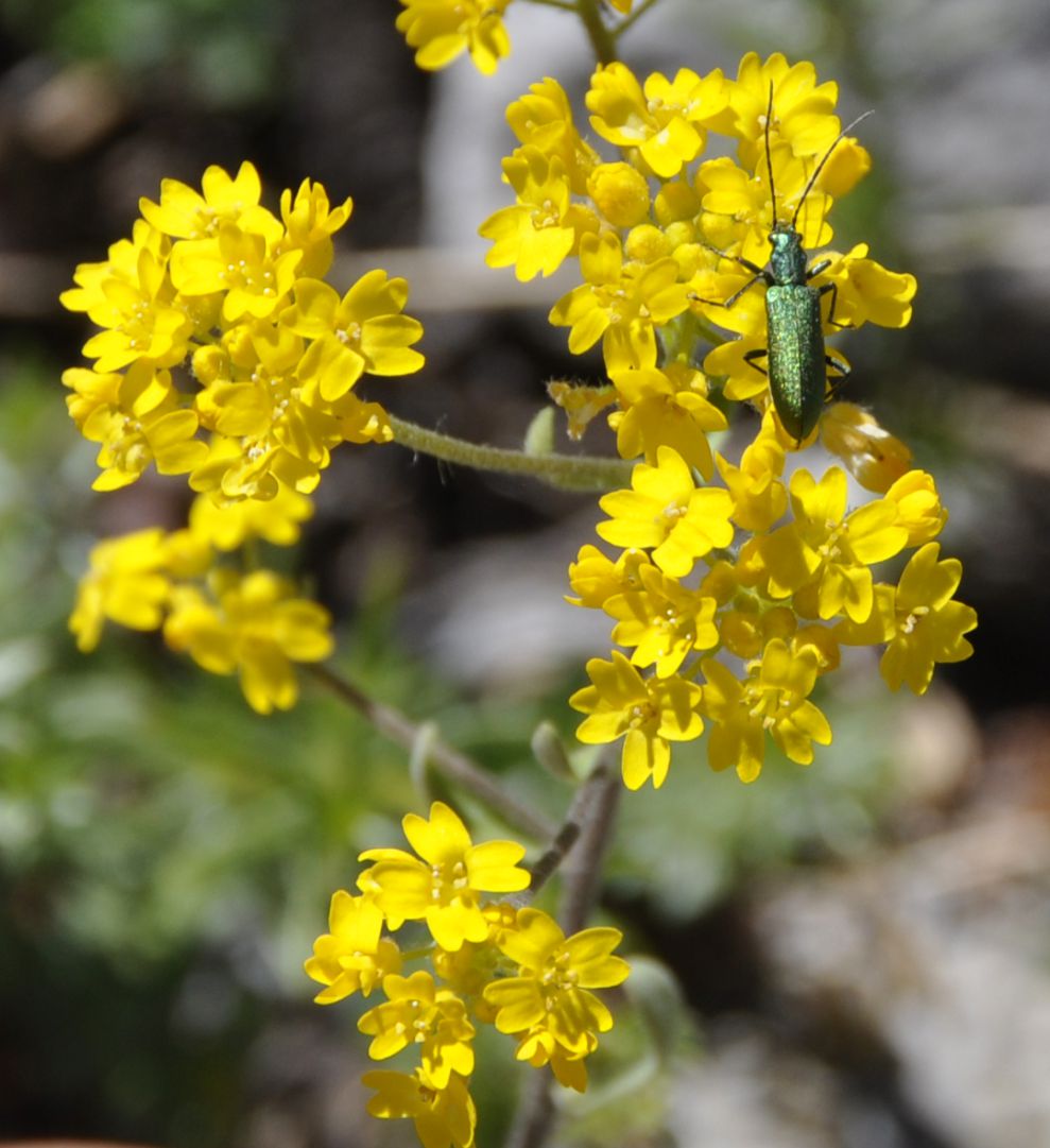 Image of Aurinia corymbosa specimen.