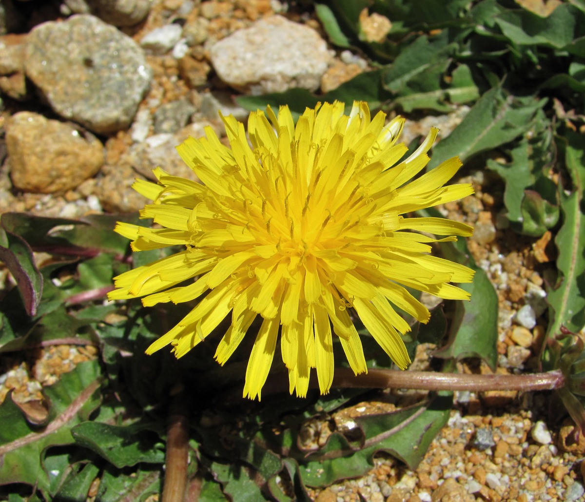 Изображение особи Taraxacum confusum.