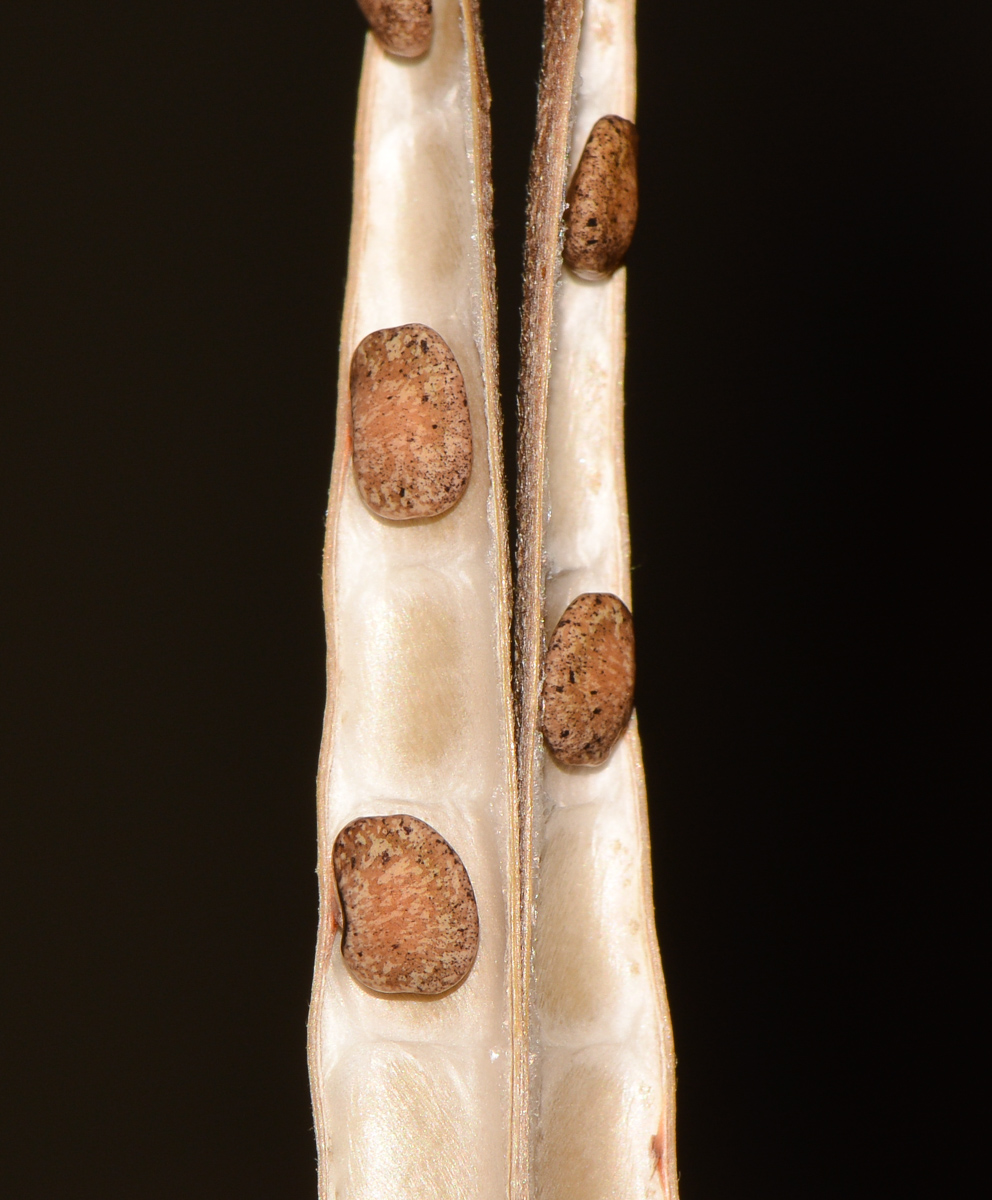 Image of Vigna speciosa specimen.