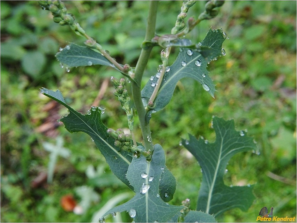 Изображение особи Lactuca serriola.