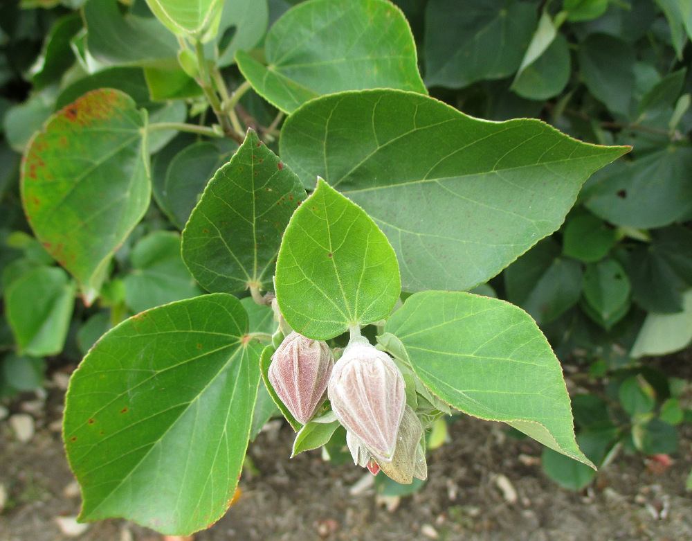 Изображение особи Hibiscus tiliaceus.