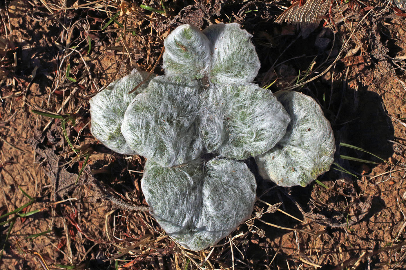 Image of Salvia sclarea specimen.