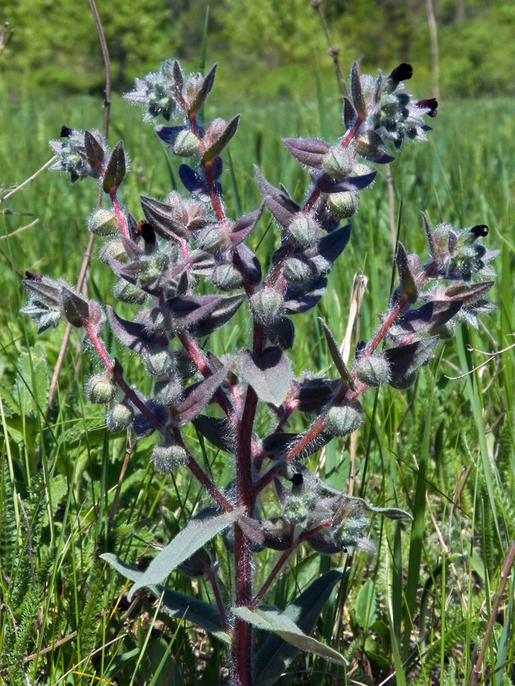 Image of Nonea rossica specimen.