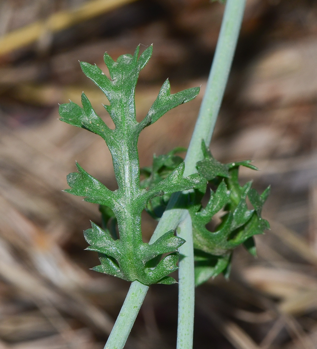 Image of Glebionis coronaria specimen.