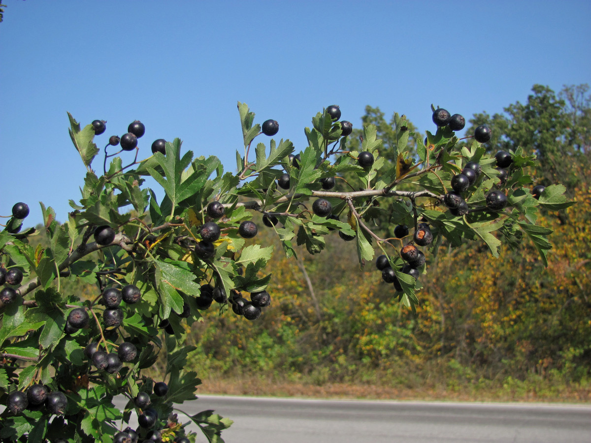 Image of Crataegus pentagyna specimen.