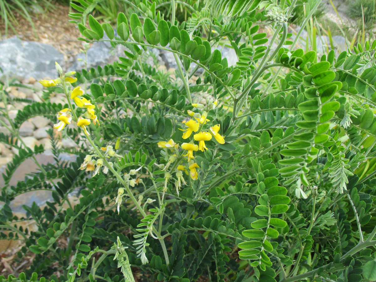 Image of Sophora fraseri specimen.