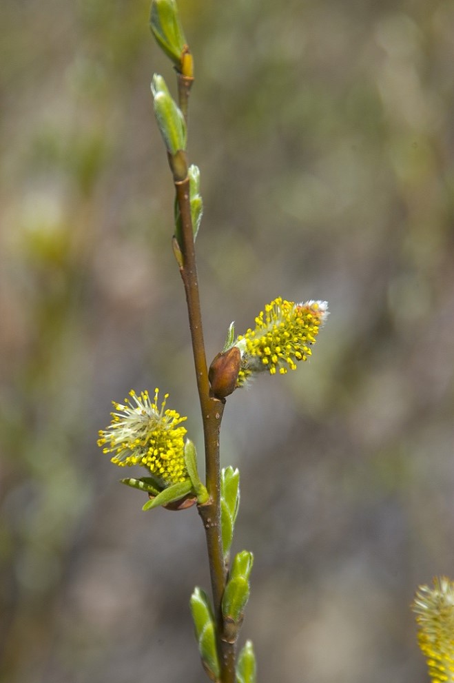 Image of genus Salix specimen.