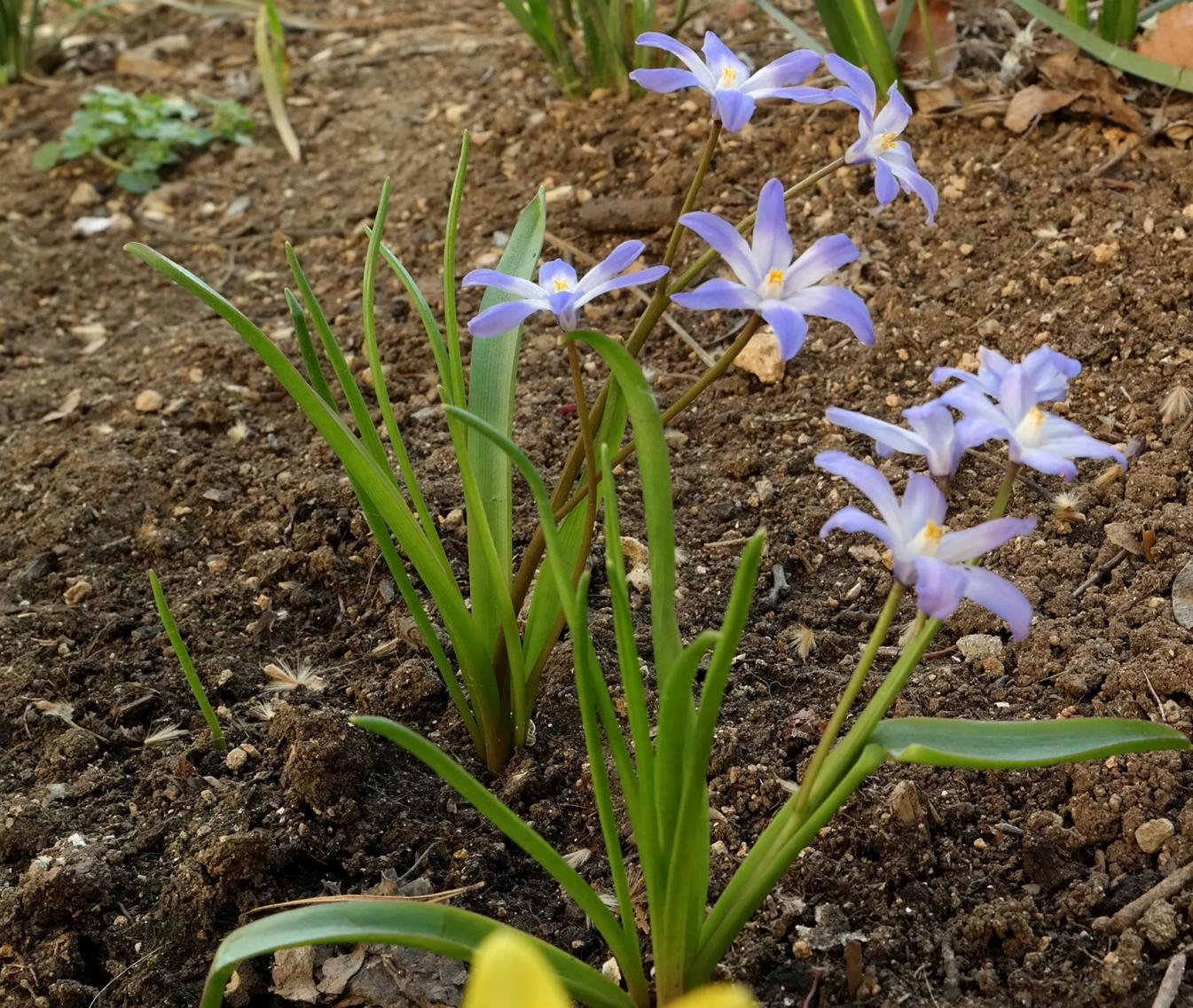 Image of genus Chionodoxa specimen.