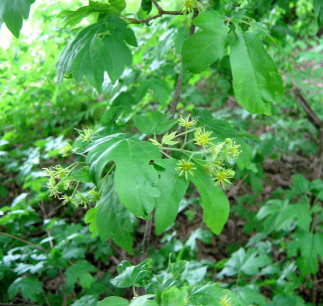 Image of Acer campestre specimen.