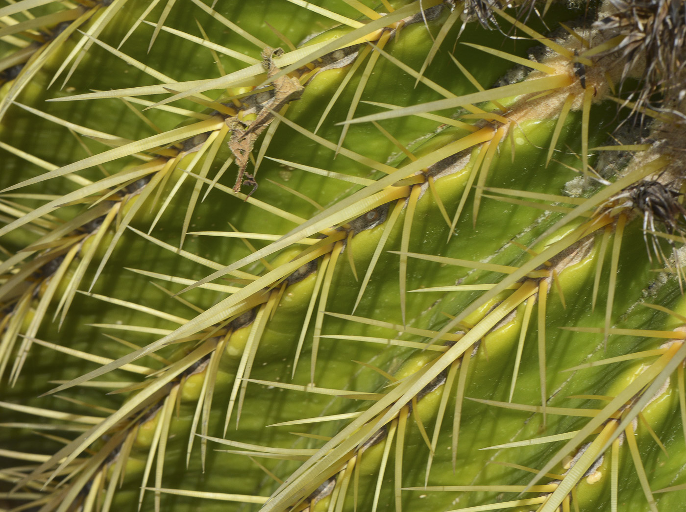 Image of Echinocactus grusonii specimen.