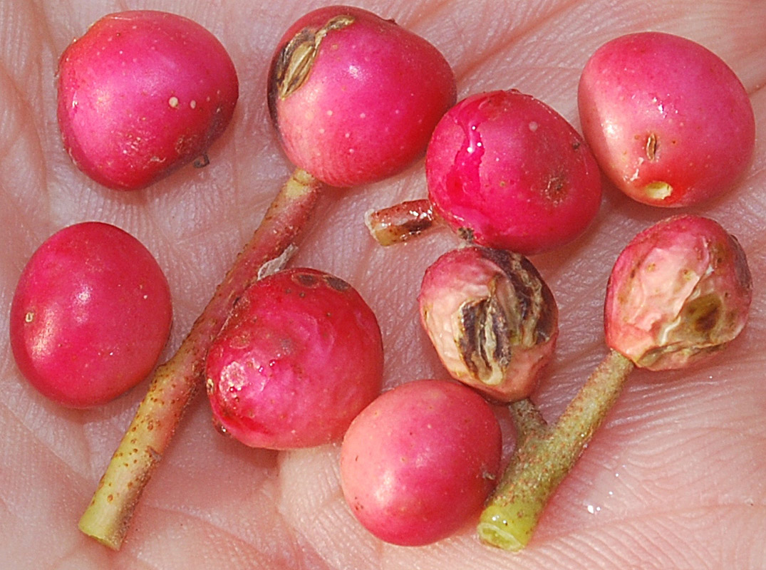 Image of genus Pistacia specimen.