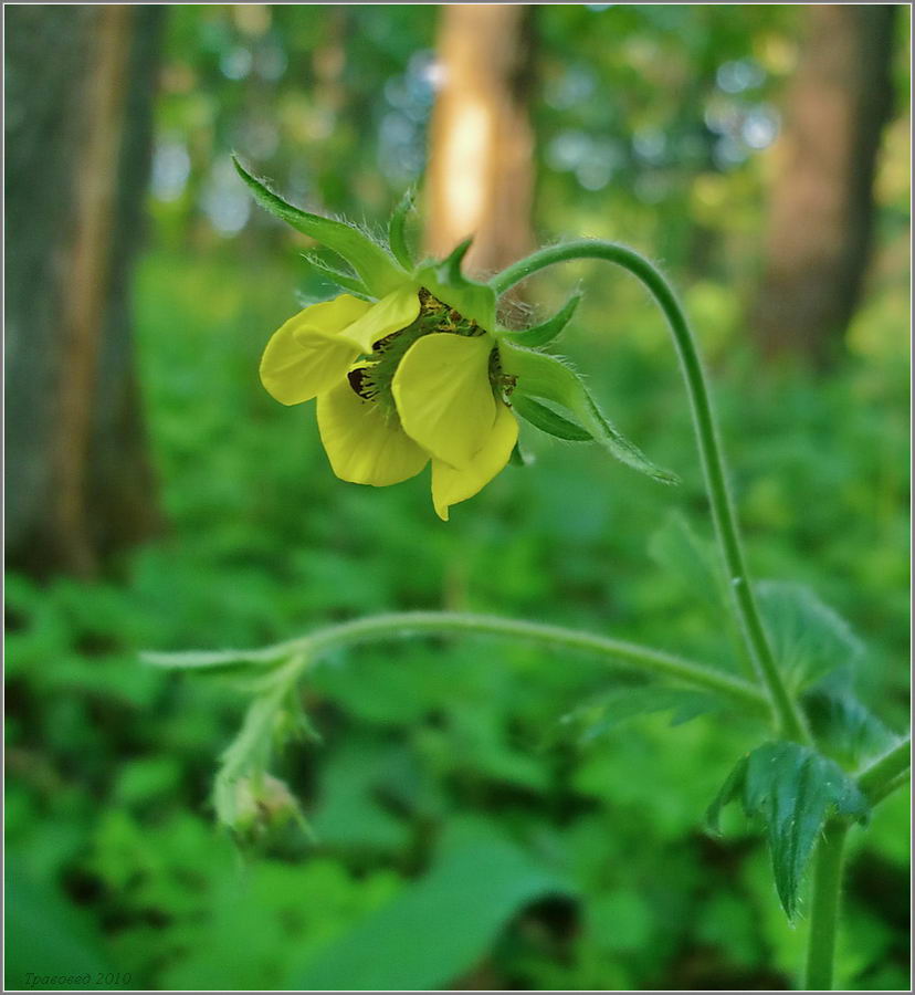 Изображение особи Geum &times; intermedium.