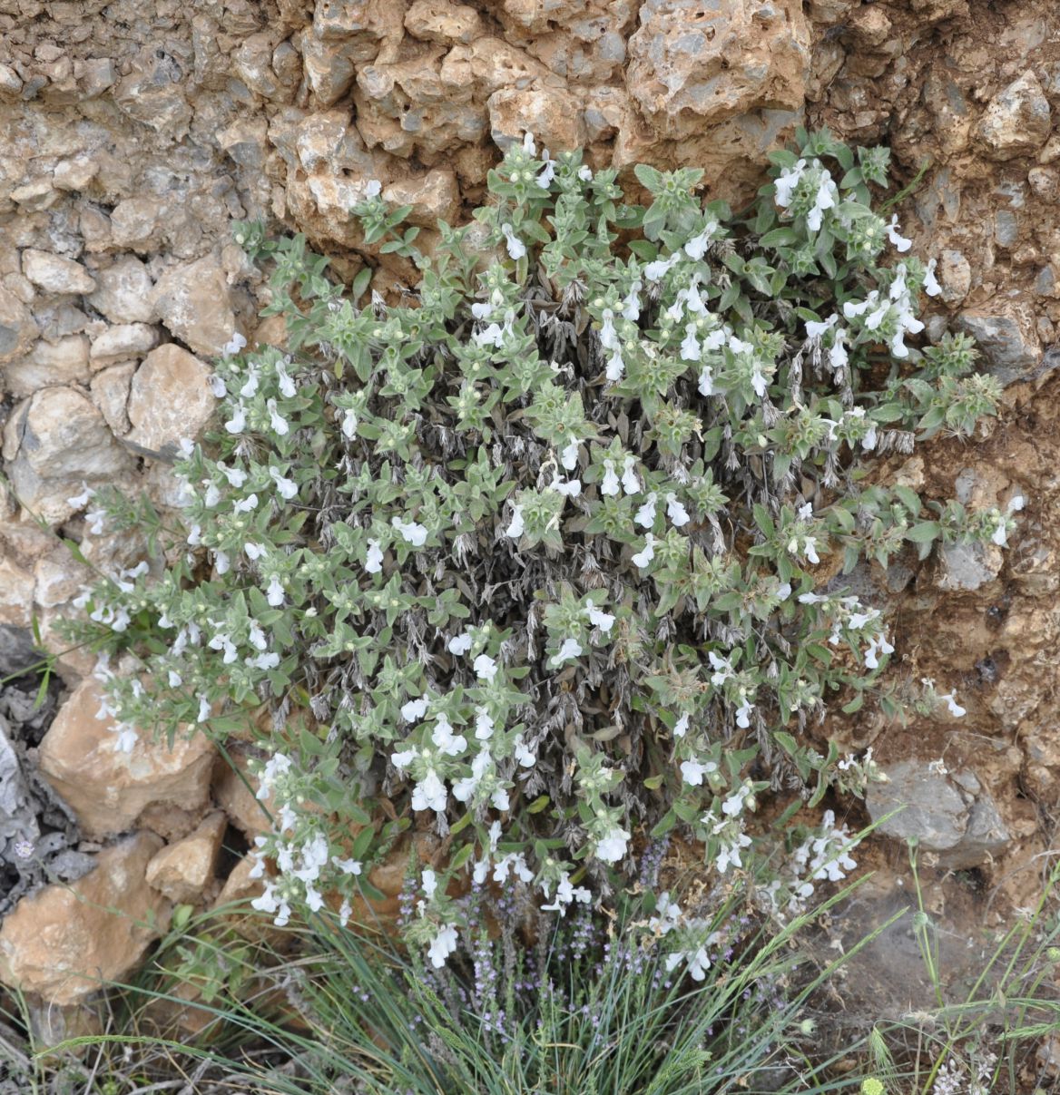 Image of Stachys swainsonii specimen.