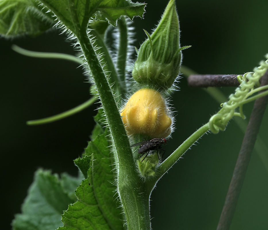 Изображение особи Cucurbita pepo.