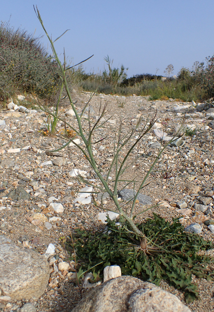 Изображение особи Chondrilla juncea.