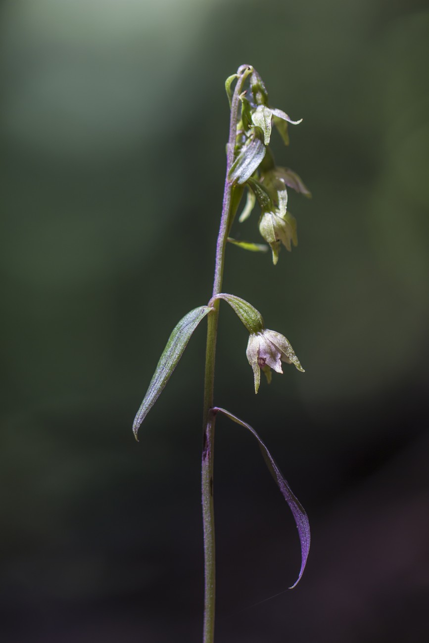 Изображение особи Epipactis persica.